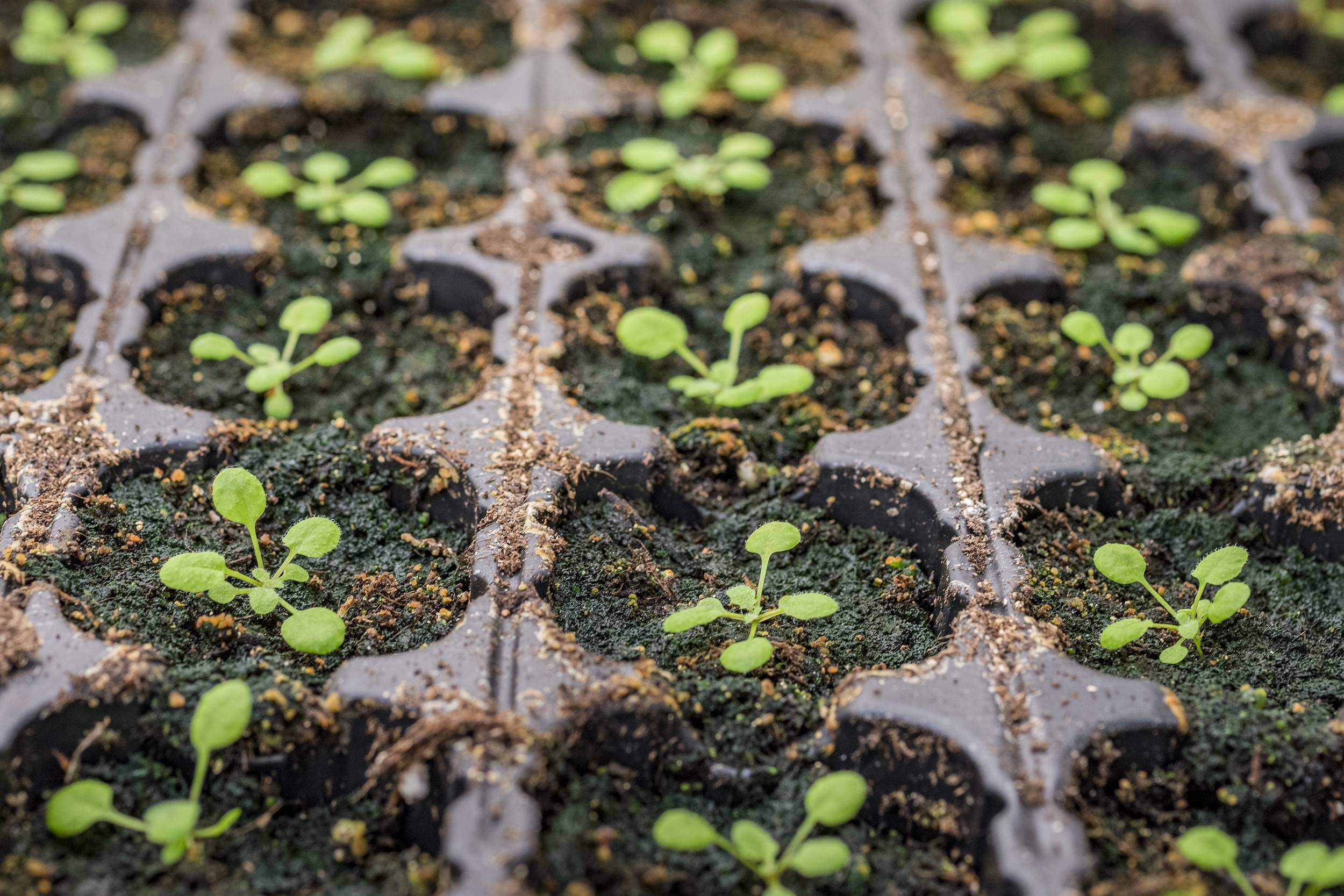 Arabidopsis thaliana|Paloma Mas_lab CRAG|Arabidopsis_roots_and_shoots